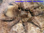 Theraphosa leblondi